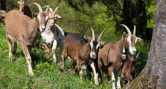 Ziegenherde Ziegenherde