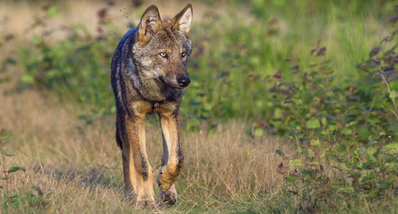 wildlebender Wolf (Canis lupus), Wolf läuft, Sachsen-Anhalt, Deutschland wildlebender Wolf (Canis lupus), Wolf läuft, Sachsen-Anhalt, Deutschland