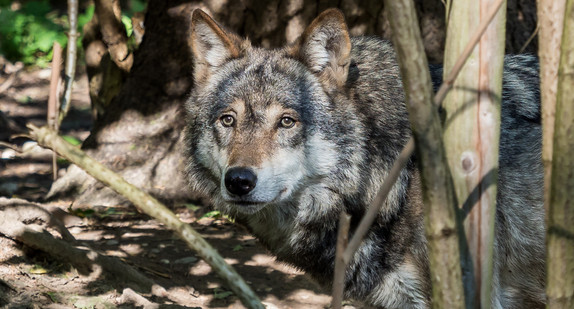Europäischer Wolf - Canis lupus lupus Europäischer Wolf - Canis lupus lupus