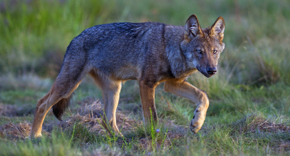 wildlebender Wolf (Canis lupus), Wolf läuft, Sachsen-Anhalt, Deutschland wildlebender Wolf (Canis lupus), Wolf läuft, Sachsen-Anhalt, Deutschland